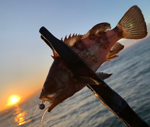 メバルの釣果