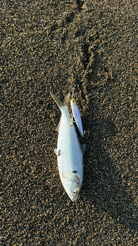 コノシロの釣果