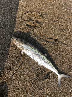 サゴシの釣果