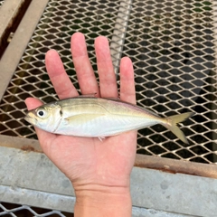 マアジの釣果