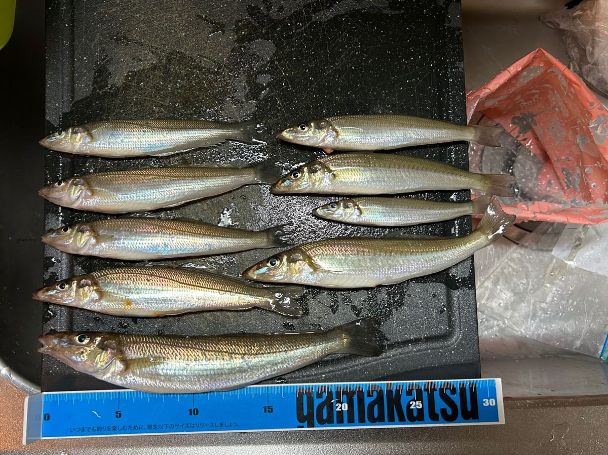 きンちゃンさんの釣果 3枚目の画像