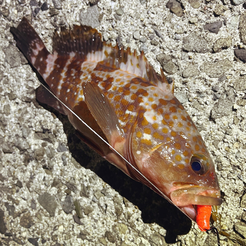 アコウの釣果