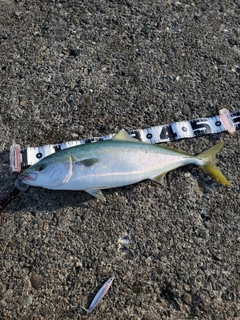 イナダの釣果