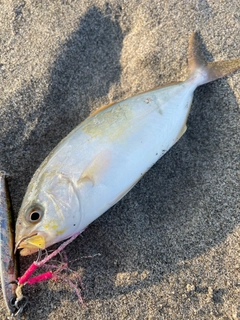 ショゴの釣果