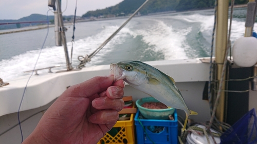 モジャコの釣果