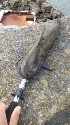 アメリカナマズの釣果