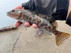 アイナメの釣果