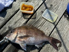 マダイの釣果