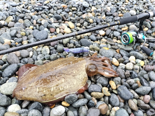 コウイカの釣果