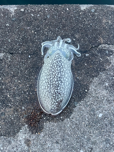 シリヤケイカの釣果