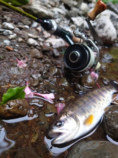 ヤマメの釣果