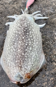 シリヤケイカの釣果