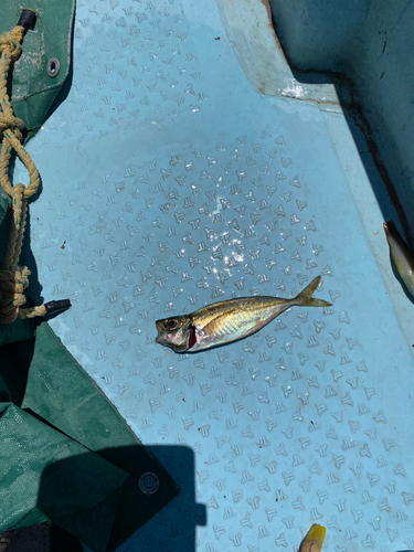 マアジの釣果