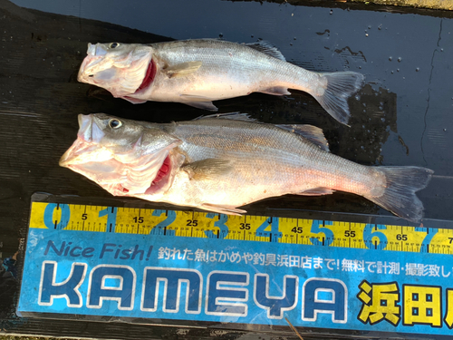 シーバスの釣果