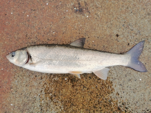 ウグイの釣果