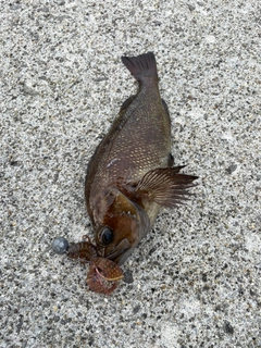 エゾメバルの釣果