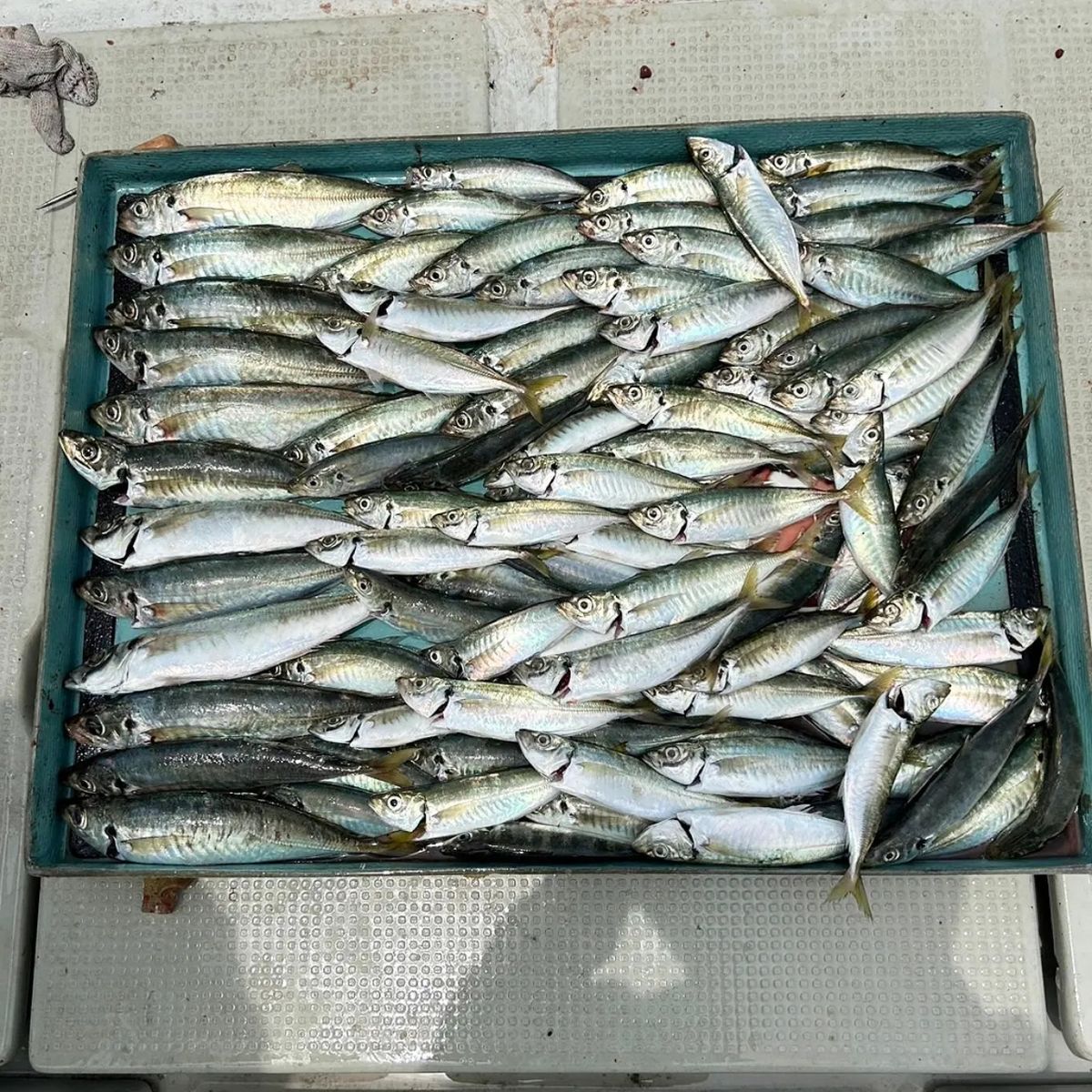 釣り船海斗Ⅲ（かいとすりー）さんの釣果 2枚目の画像