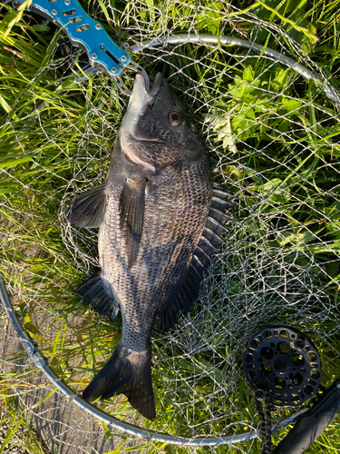 チヌの釣果