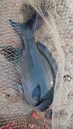 オナガグレの釣果