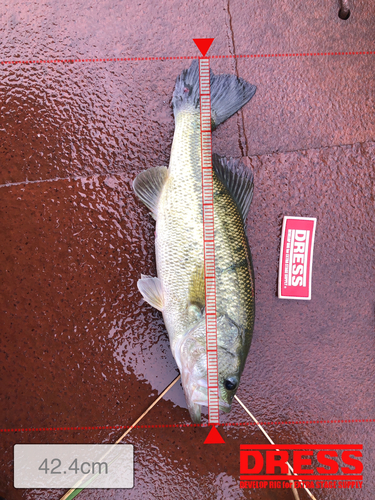 ブラックバスの釣果