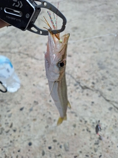 カマスの釣果