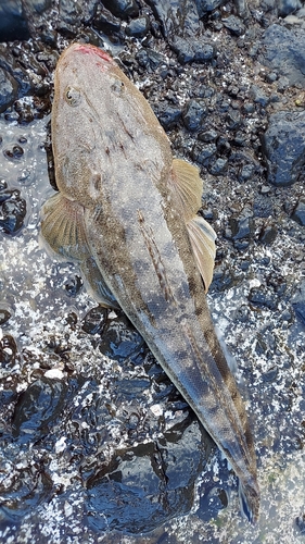 マゴチの釣果