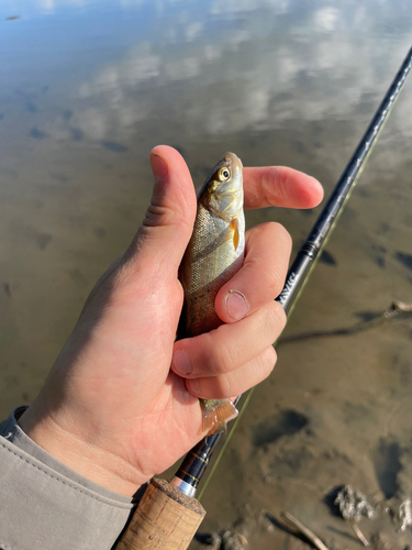 ウグイの釣果