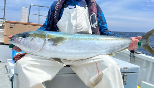 ヒラマサの釣果