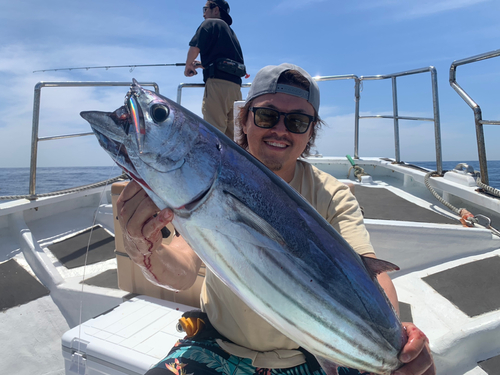 カツオの釣果