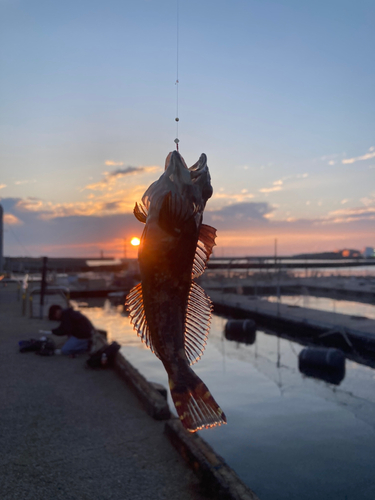 アナハゼの釣果