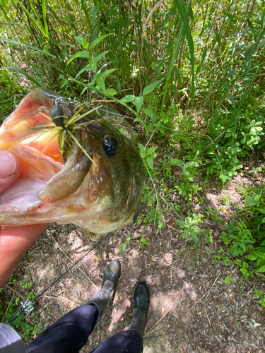 ブラックバスの釣果