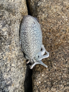 シリヤケイカの釣果