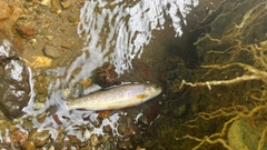 イワナの釣果