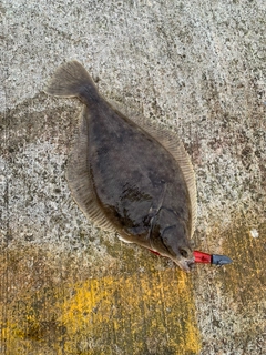 カレイの釣果