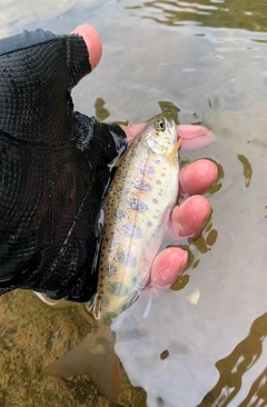 ヤマメの釣果