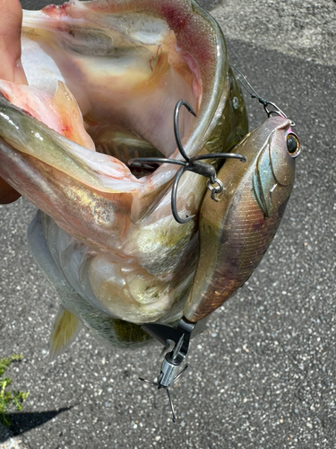 ブラックバスの釣果