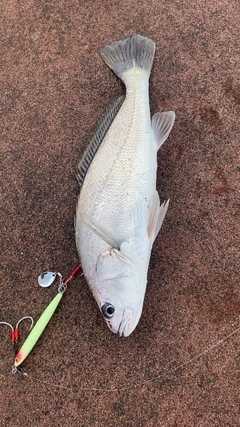 シログチの釣果