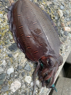 カミナリイカの釣果