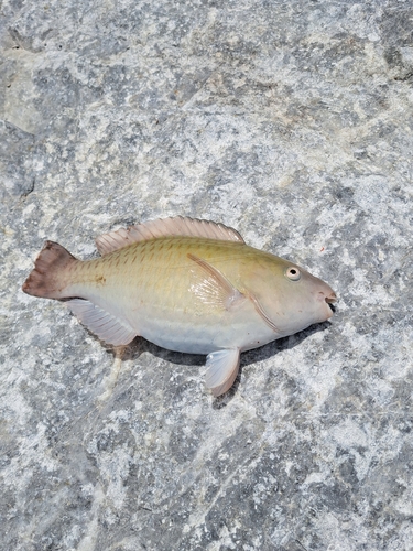 イラブチャーの釣果