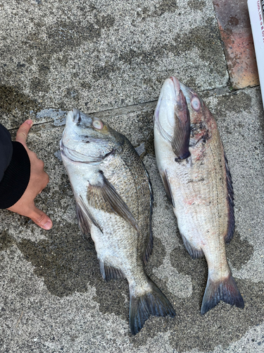 タイの釣果