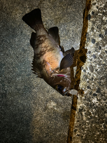 メバルの釣果