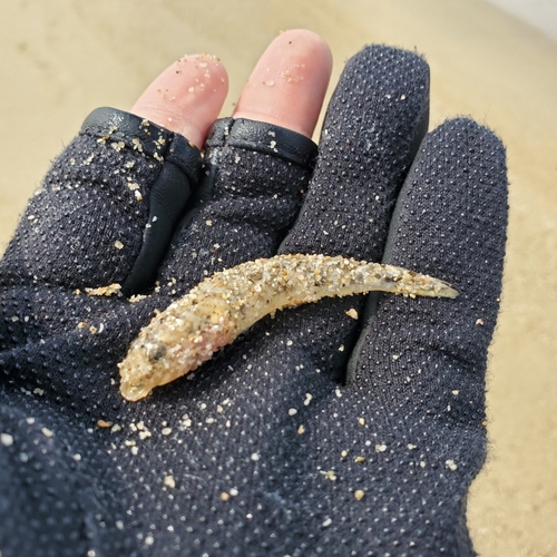 ハゼの釣果