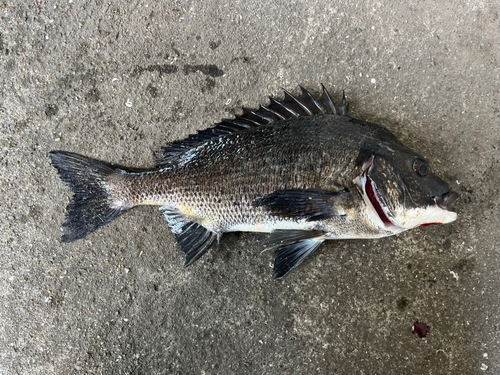 チヌの釣果