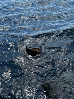 アカエイの釣果