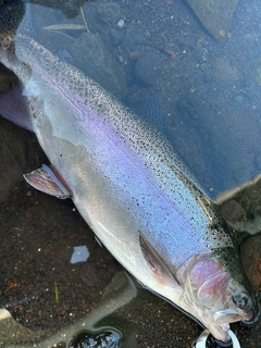 ニジマスの釣果