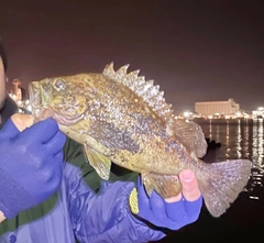 エゾメバルの釣果