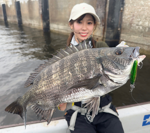 チヌの釣果