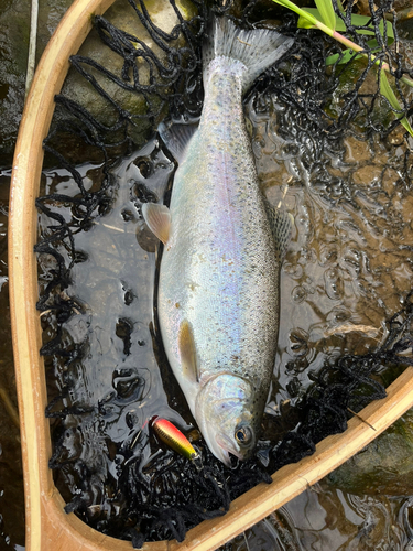 ニジマスの釣果