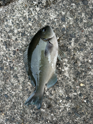 メジナの釣果