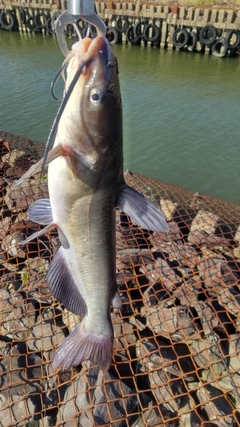 アメリカナマズの釣果